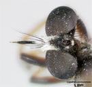 Laphria keralaensis image