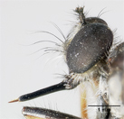 Laphria keralaensis image