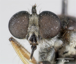 Laphria keralaensis image