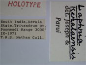 Laphria keralaensis image