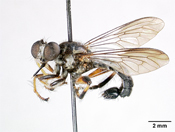 Laphria keralaensis image