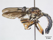 Laphria nathani image