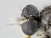 Pseudomerodontina indica image