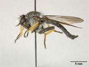 Pseudomerodontina indica image