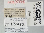 Image of Xenomyza artigasi