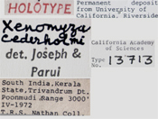 Image of Xenomyza cederholmi