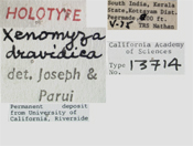 Image of Xenomyza dravidica