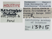 Image of Xenomyza indica