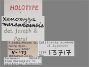 Image of Xenomyza mercaraensis