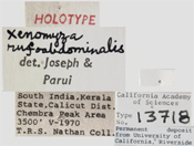 Xenomyza rufoabdominalis image