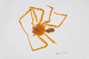Olios scepticus image
