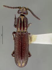 Plesioglymmius silus image