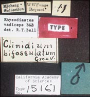 Image of Rhyzodiastes vadiceps