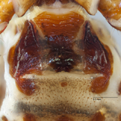 Micrathena guayas image