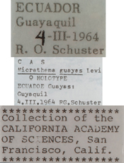 Image of Micrathena guayas