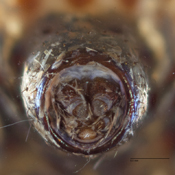 Micrathena guayas image