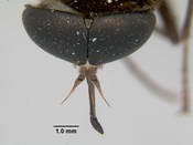 Pangonia pavida image