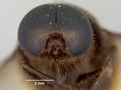 Pangonia pavida image