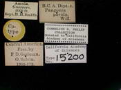 Pangonia pavida image