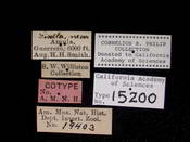 Pangonia pavida image