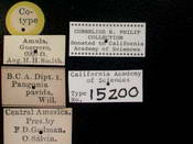 Pangonia pavida image