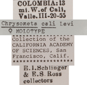 Image of Chrysometa cali
