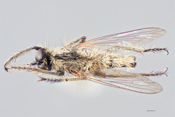 Neolophonotus dolabratus image