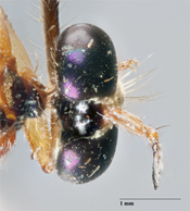 Saropogon srilankaensis image