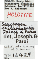 Saropogon srilankaensis image