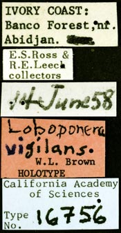 Image of Loboponera vigilans