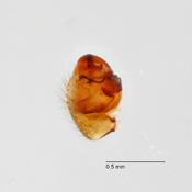 Pronous golfito image