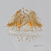 Paramigas rothorum image