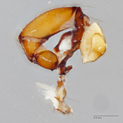 Paramicromerys manantenina image