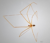 Paramicromerys manantenina image