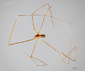 Paramicromerys scharffi image