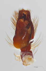 Phidippus maddisoni image