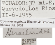 Ypypuera esquisita image