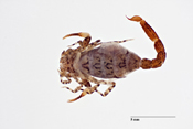 Microcharmus maculatus image