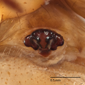 Mangora colonche image