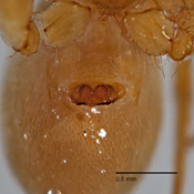 Mangora huallaga image