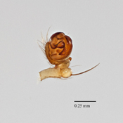 Mangora leticia image