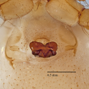 Mangora manglar image