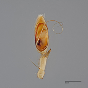 Chrosioderma havia image