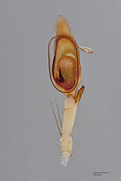 Chrosioderma namoroka image