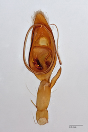 Chrosioderma ranomafana image