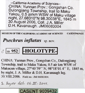 Image of Psechrus inflatus