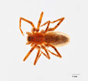 Gayenna aperta image