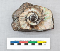 thumbnail of image of CAS-GEO 61630.01 Lytoceras (Gaudryceras) delvallense HOLOTYPE 