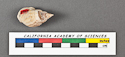 thumbnail of image of CAS-GEO 2925.00 Alectrion tropicalis HOLOTYPE dorsal