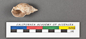 thumbnail of image of CAS-GEO 2925.00 Alectrion tropicalis HOLOTYPE ventral